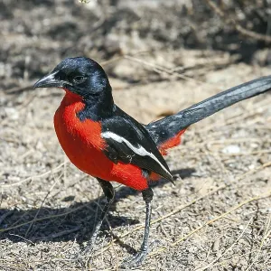 Red-bellied shrike, bush shrike Red-bellied shrike, bush shrike