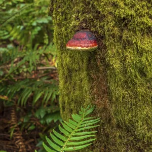 A Red-belted Conk (Fomitopsis mounceae) growing on a moss-covered tree trunk A Red-belted Conk (Fomitopsis mounceae) growing on a moss-covered tree trunk