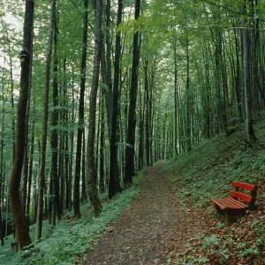 Red bench next to a forest path in a summer green beech forest