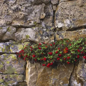 Red berries from dogwood ( Cornus suecica) on rock face Red berries from dogwood ( Cornus suecica) on rock face