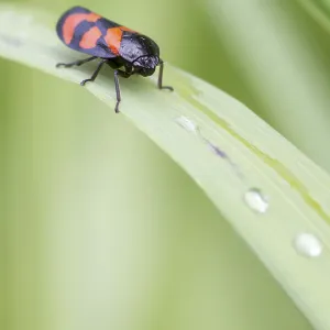 Red and Black Froghopper (Cercopis vulnerata) on a leaf Red and Black Froghopper (Cercopis vulnerata) on a leaf