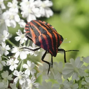 Red and black striped beetle, striped bug (Graphosoma italicum) Red and black striped beetle, striped bug (Graphosoma italicum)