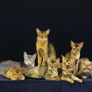 Red and blue Abyssinian domestic cat