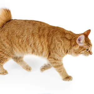 Red bobtail isolated on white