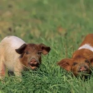 Red-breasted Husum Protest Pig