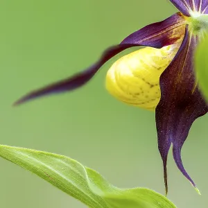 Red-brown lady's slipper (Cypripedium calceolus)