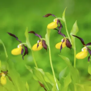 Red-brown lady's slipper (Cypripedium calceolus) Red-brown lady's slipper (Cypripedium calceolus)