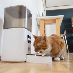 A red cat eats dry food from a feeder in a flat in Dusseldorf