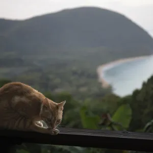 A red cat on a terrace in the foreground A red cat on a terrace in the foreground