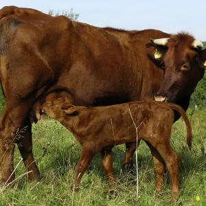 Red cattle, cow with calf, Hesse, Germany