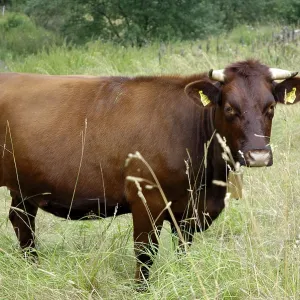 Red cattle, cow, Hesse, cows, Germany