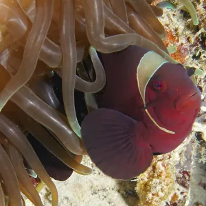 Red Clownfish Under Sea Anemone Print Red Clownfish Under Sea Anemone Print