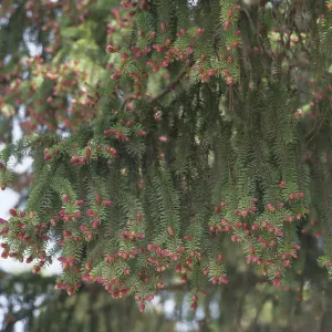 Red cones on the branches of flowering spruce in spring forest