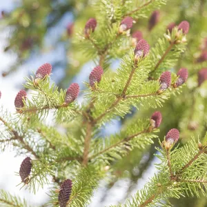 Red cones on the branches of flowering spruce in spring forest