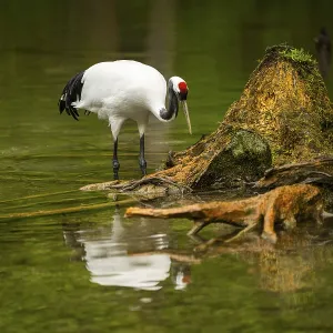 Red-crowned crane (Grus japonensis) standing in a little lake