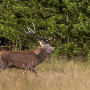 This red deer (Cervus elaphus)