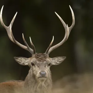 Red deer (Cervus elaphus) adult male stag animal head portrait in autumn