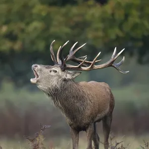 Red deer (Cervus elaphus) adult male stag animal roaring during the rut in autumn
