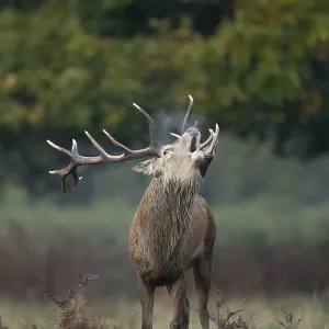 Red deer (Cervus elaphus) adult male stag animal roaring in woodland during the rut in autumn