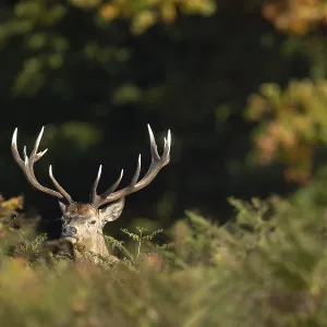 Red deer (Cervus elaphus) adult male stag animal in woodland in autumn