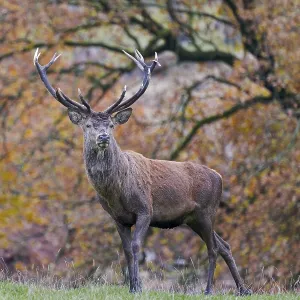 Red deer (Cervus elaphus) in autumn leaves