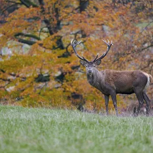 Red deer (Cervus elaphus) in autumn leaves