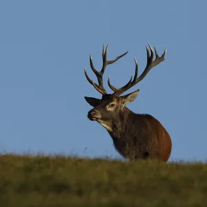 Red deer, Cervus elaphus, Burbach