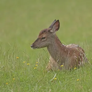 Red deer (Cervus elaphus), calf lying in the grass Red deer (Cervus elaphus), calf lying in the grass