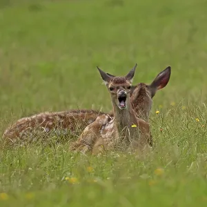 Red deer (Cervus elaphus), calves Red deer (Cervus elaphus), calves