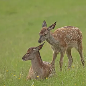 Red deer (Cervus elaphus), Two calves in the grass Red deer (Cervus elaphus), Two calves in the grass