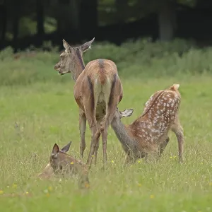 Red deer (Cervus elaphus), cow with calves Red deer (Cervus elaphus), cow with calves