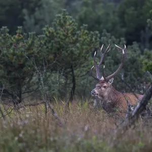 A red deer (Cervus elaphus) at the edge of a moorland meadow
