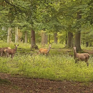 Red deer (Cervus elaphus), herd Red deer (Cervus elaphus), herd