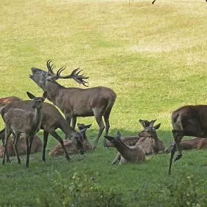 Red deer (Cervus elaphus), herd, rutting season Red deer (Cervus elaphus), herd, rutting season