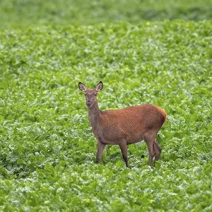 Red deer (Cervus elaphus) hind Red deer (Cervus elaphus) hind