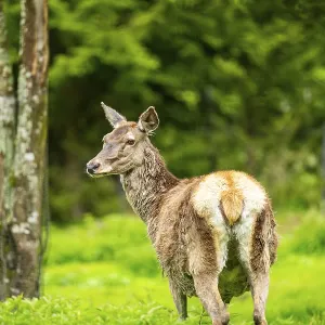 Red deer (Cervus elaphus) hind on a meadow in spring