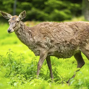 Red deer (Cervus elaphus) hind on a meadow in spring