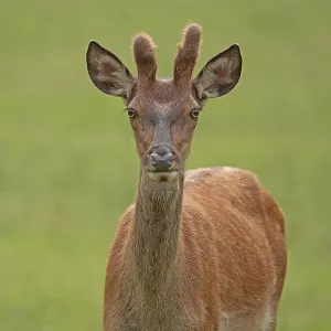Red deer (Cervus elaphus), male Red deer (Cervus elaphus), male