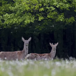 Red deer (Cervus elaphus) with one-year-old stag on a forest meadow