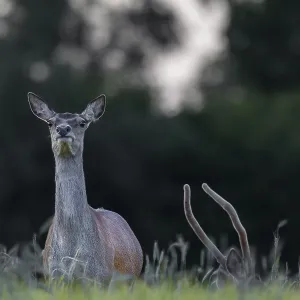 Red deer (Cervus elaphus) and red deer spike in a grain field
