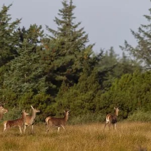 Red deer (Cervus elaphus) with red deer and stag calves during the rut in a clearing