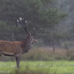 The red deer (Cervus elaphus) remains stoically calm in a rain shower