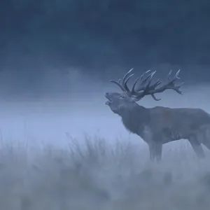 Red deer (Cervus elaphus), roaring buck Red deer (Cervus elaphus), roaring buck