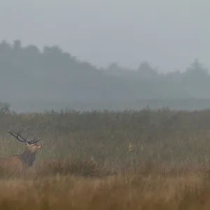 Red deer (Cervus elaphus) in rut in front of a reed belt