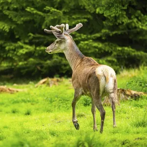 Red deer (Cervus elaphus) stag on a meadow in spring