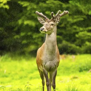 Red deer (Cervus elaphus) stag on a meadow in spring