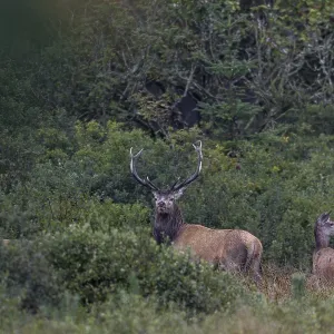 A red deer (Cervus elaphus) stands with its herd at the edge of a swamp