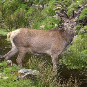 Red deer (Cervus elaphus) with velvet antler standing in small river