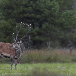 Red deer (Cervus elaphus) on a wild meadow
