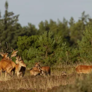 The red deer mounts another female in front of the red deer (Cervus elaphus) to signal that she is ready to mate